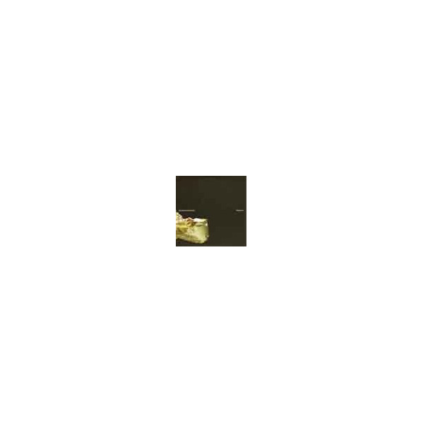 Monstrous Surplus - Pluramon - CD